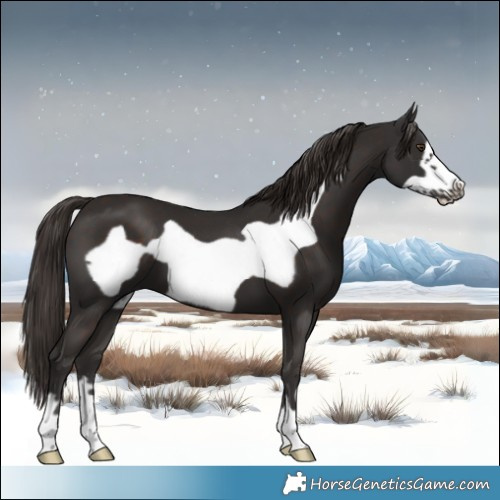 Horse Color:Liver Chestnut Frame 
