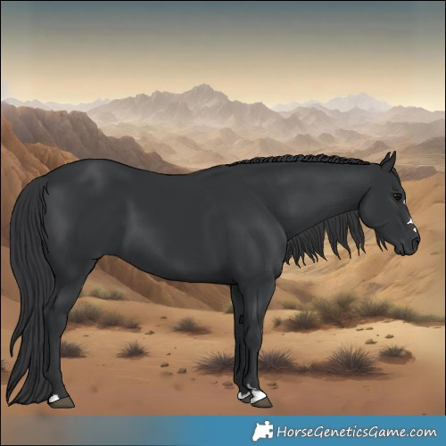 Horse Color:Black 