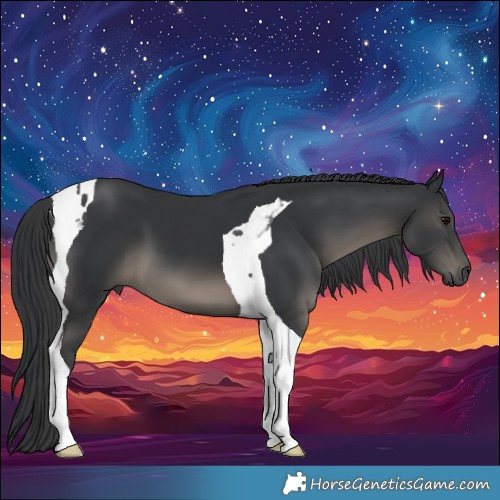 Horse Color:Black Tobiano 