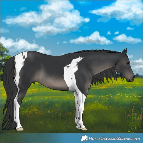 Horse Color:Black Tobiano 