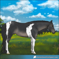 Horse Color:Black Tobiano 