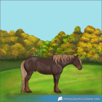 Horse Color:Liver Chestnut