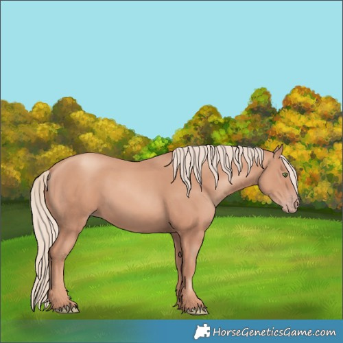 Horse Color:Gold Champagne 
