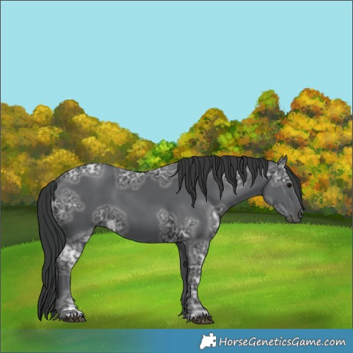 Horse Color:Black Ice