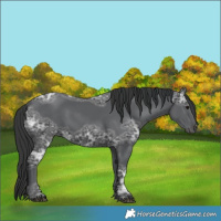 Horse Color:Black Ice 