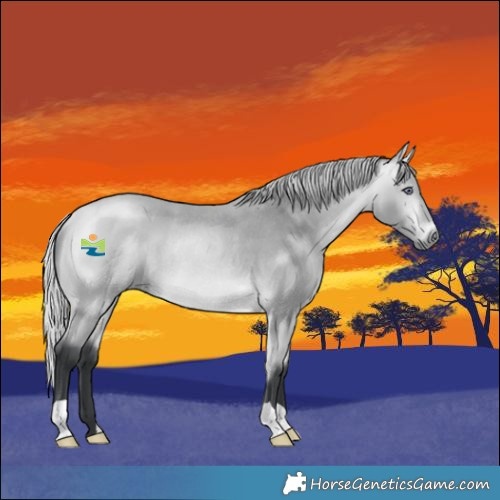 Horse Color:Silver Bay Chinchilla Rabicano
