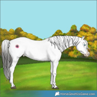 Horse Color:Liver Red Roan Frame Appaloosa 