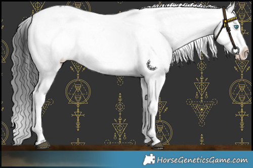 Horse Color:Black Frame Appaloosa 