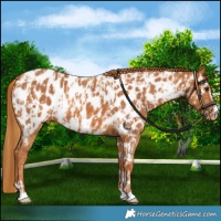 Horse Color:Chestnut Near Leopard  and Chestnut Near Leopard 