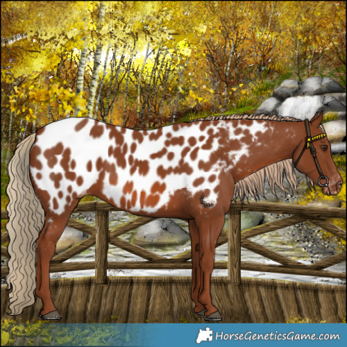 Horse Color:Chestnut Near Leopard 