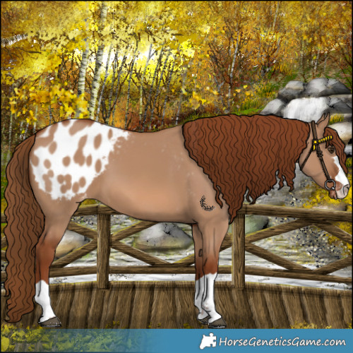 Horse Color:Red Dun Appaloosa 