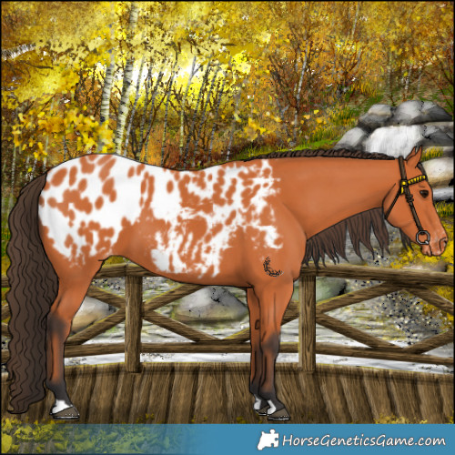 Horse Color:Bay Appaloosa