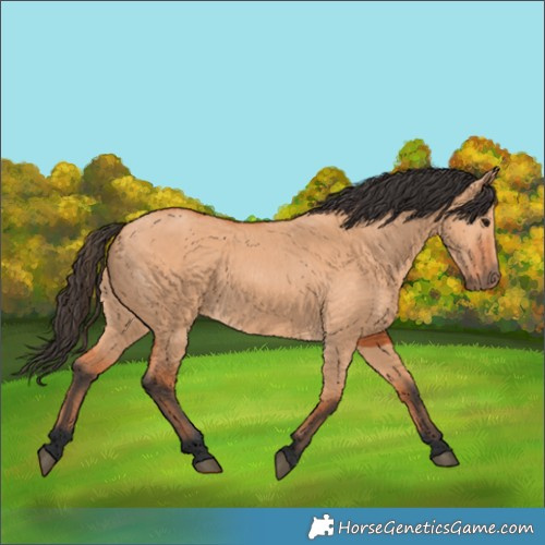 Horse Color:Bay Dun 