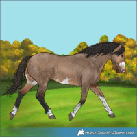 Horse Color:Bay Dun Tobiano Frame 