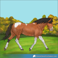 Horse Color:Bay Tobiano Frame