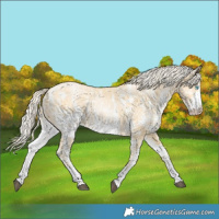 Horse Color:Palomino Pearl Sabino 