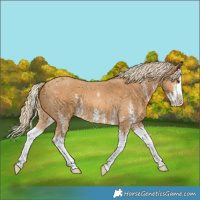 Horse Color:Palomino Sabino Splash 