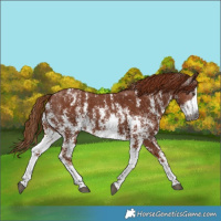 Horse Color:Gray Chestnut Sabino Appaloosa