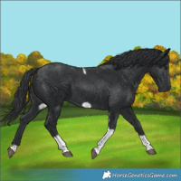 Horse Color:Black Tobiano Frame 