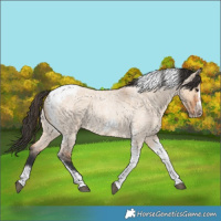 Horse Color:Bay Roan Dun Tobiano Frame 