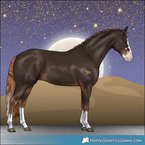 Horse Color:Liver Chestnut Splash