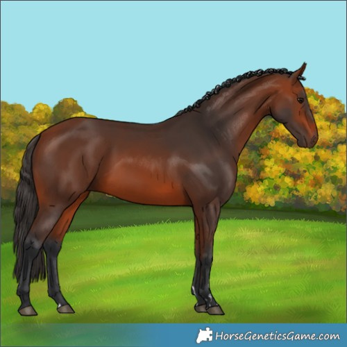 Horse Color:Bay 