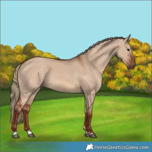 Horse Color:Red Dun 