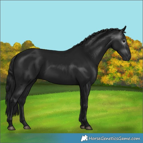 Horse Color:Gray Black 