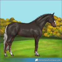 Horse Color:Liver Chestnut Mushroom