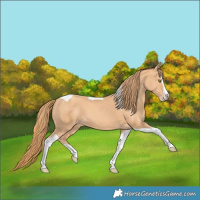 Horse Color:Gold Champagne Splash Tobiano