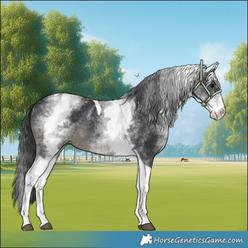 Horse Color:White Spotted Black Tobiano Rabicano 