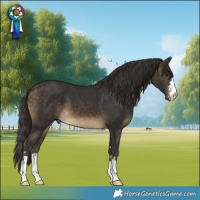 Horse Color:Buckskin