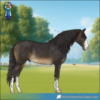 Horse Color:Buckskin 