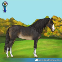 Horse Color:Buckskin