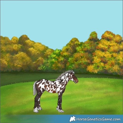 Horse Color:White Spotted Silver Brown Tobiano Skewed Appaloosa 