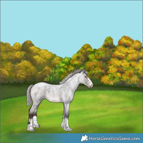 Horse Color:Silver Brown Roan 