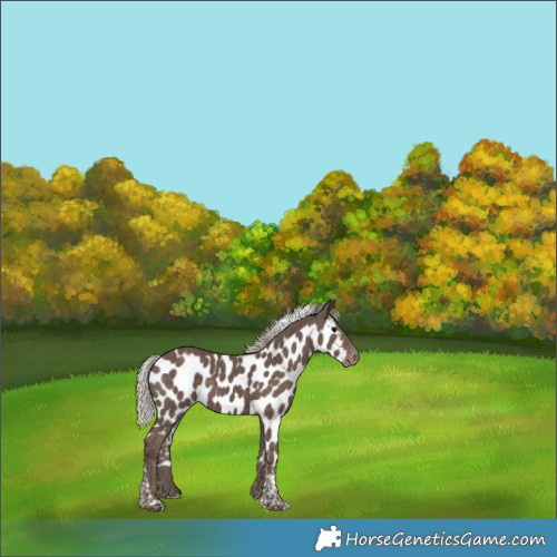 Horse Color:Silver Black Tobiano Skewed Appaloosa 