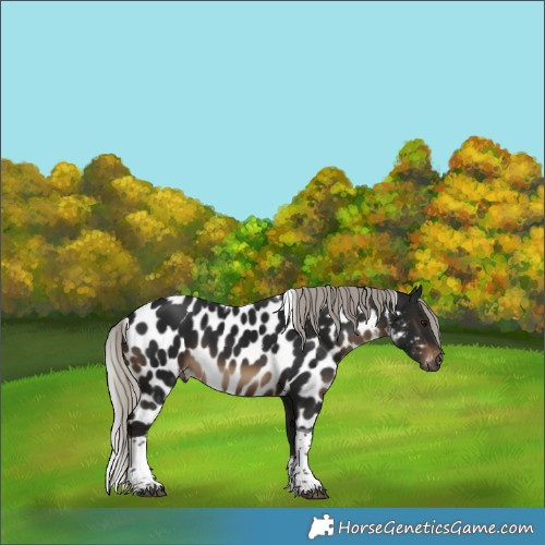 Horse Color:Gray Silver Brown Tobiano Skewed Appaloosa 
