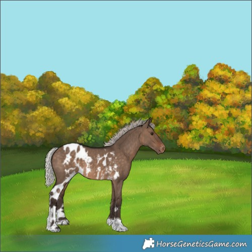 Horse Color:Silver Brown Dun Tobiano Skewed Appaloosa 