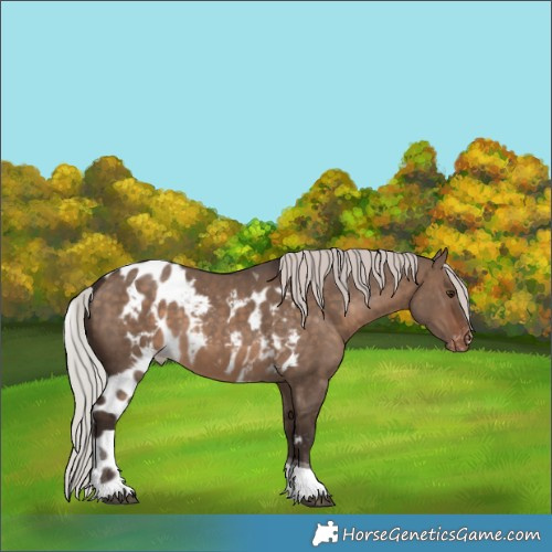 Horse Color:Silver Brown Dun Tobiano Skewed Appaloosa 