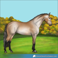 Horse Color:Gray Buckskin