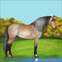 Horse Color:Gray Buckskin 