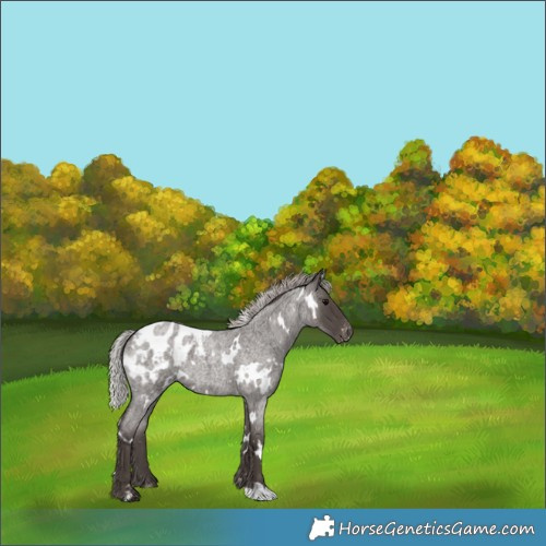 Horse Color:White Spotted Silver Blue Roan Appaloosa 