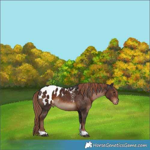 Horse Color:Liver Chestnut Tobiano Appaloosa 