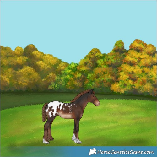 Horse Color:Liver Chestnut Tobiano Appaloosa 
