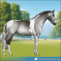 Horse Color:Gray Silver Smoky Black Tobiano