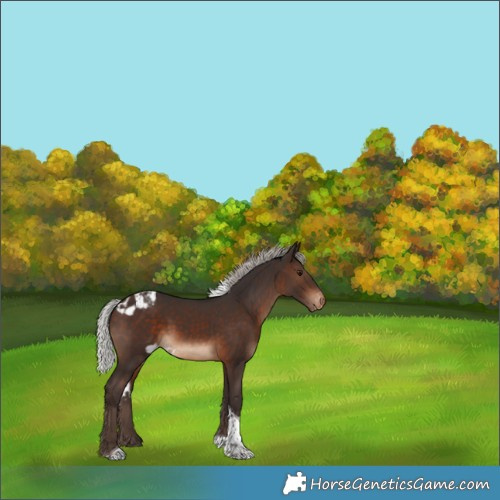 Horse Color:Silver Brown Tobiano Skewed Appaloosa 