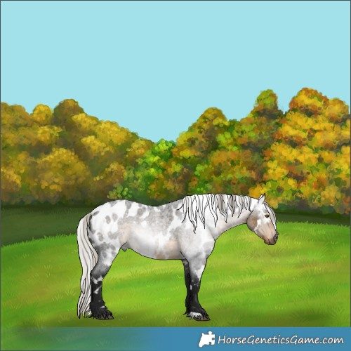 Horse Color:Gray White Spotted Silver Buckskin Roan Skewed LP Spotted 