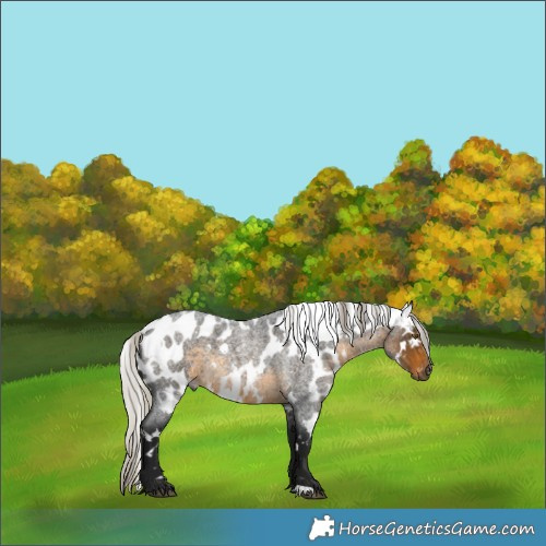 Horse Color:Gray White Spotted Silver Buckskin Roan Skewed Appaloosa 