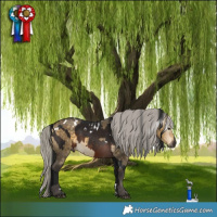 Horse Color:Gray White Spotted Brown Tobiano Skewed Appaloosa  and White Spotted Silver Buckskin Dun 